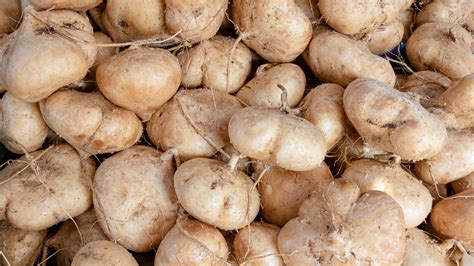 What Is Jicama And How Do You Eat It?