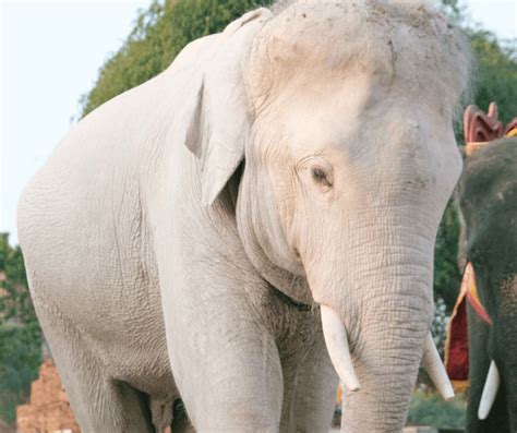 White Elephant Meaning Symbolism: Understanding the Significance