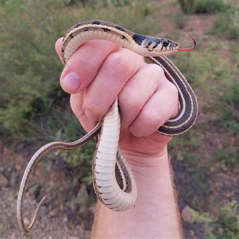 Ran into this nice Black-necked Garter Snake on the road through California Gulch. Glad I got it ...