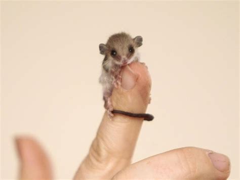Pygmy possum rescued in Yallingup weighed two grams | South Western Times