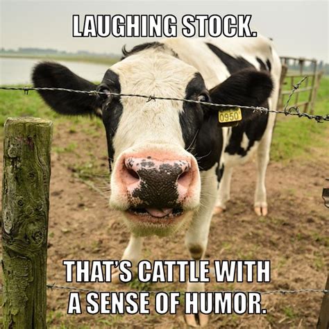 Pin by Phillip on Puns | Cows funny, Animal jokes, Cow puns