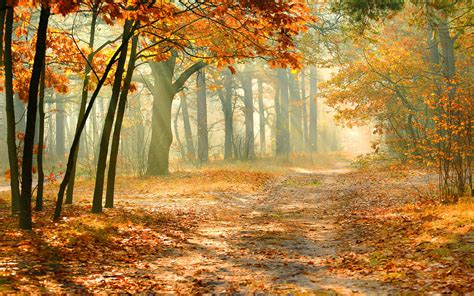 🔥 Free download awesome Autumn Forest Background Image AmazingPictcom [2880x1800] for your ...