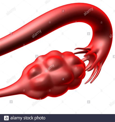 Female Reproductive System Anatomy For Medical Concept 3D Illustration Stock Photo - Alamy