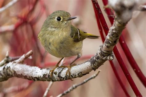 34 Backyard Birds of the Pacific Northwest (Inc. Awesome Photos ...