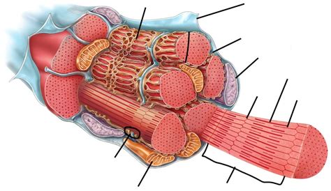 Microscopic Muscle Fibers Diagram | Quizlet