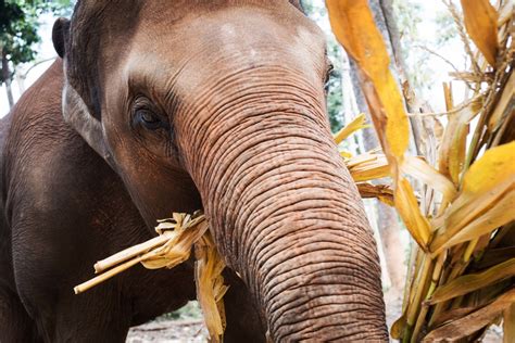 Photographing an Elephant Jungle Sanctuary | Streetbounty