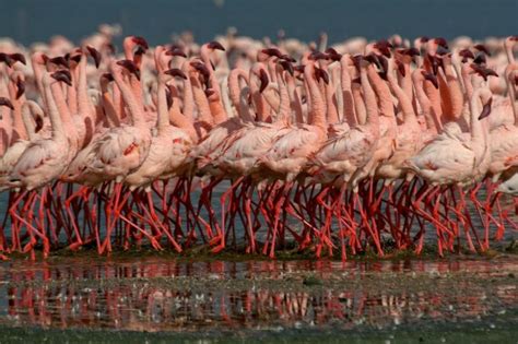 Birding in Lake Manyara National Park | Tanzania Safari Activities