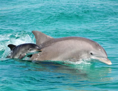 Bottlenose Dolphin | Wild Coast