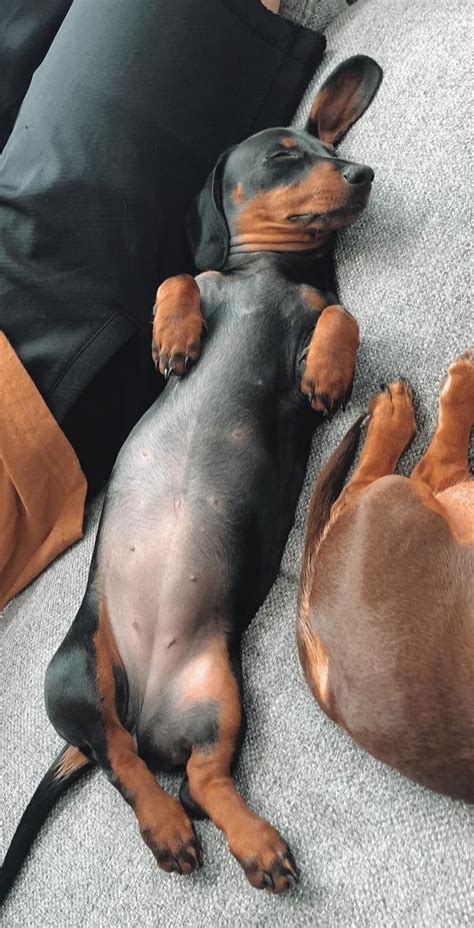 A Cute Dachshund Dog Sleeping | Dachshund love, Funny dachshund, Sleeping dogs