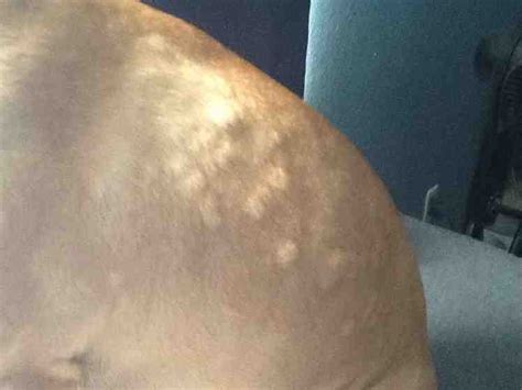Pitbull Skin Problems Treatment - Pitbull Dogs