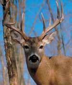 SCDNR - Records of SC White-Tailed Deer 1906-2023