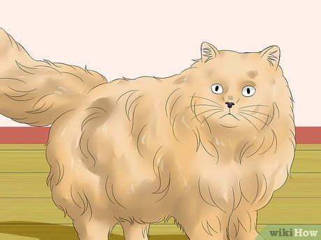 4 Ways to Prevent Matted Cat Hair - wikiHow