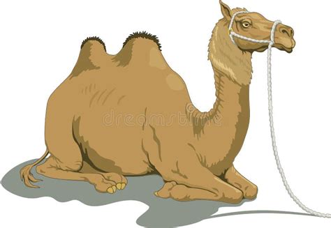 Bactrian Camel Laying Down Illustration Stock Vector - Illustration of bactrian, mammals: 133719736