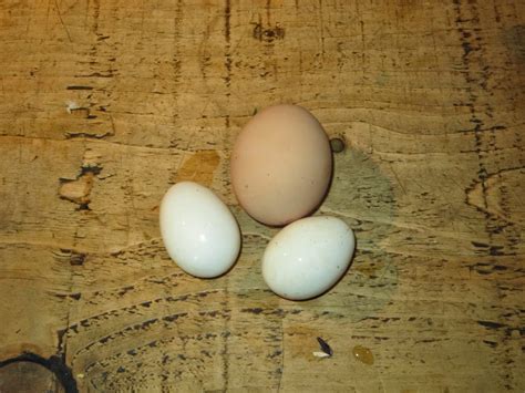 Life at Waen: At Last the Polish chickens lay an egg..