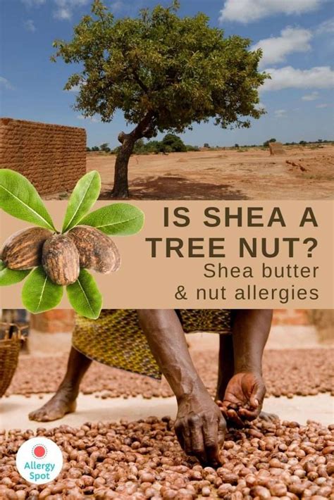 Shea Allergy: What You Need to Know About Shea Butter and Nut Allergies