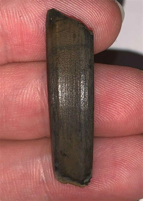 Rare Ice Age Fossil Extinct Capybara Incisor Neochoerus! Florida ...