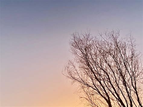 Free picture: sky, sunset, tree, branches, silhouette