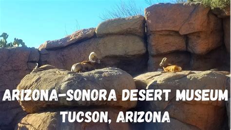 ARIZONA-SONORA DESERT MUSEUM TUCSON, ARIZONA - YouTube