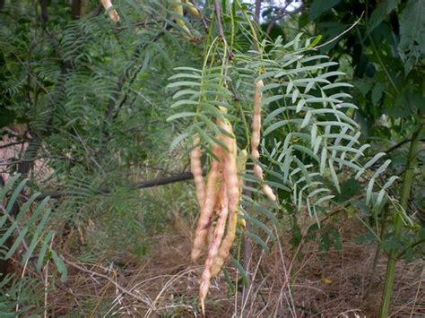 Honey Mesquite, Prosopis glandulosa....#1 | Flickr - Photo Sharing! | Seeds & Seed Pods ...