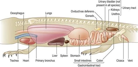 Bearded dragon with hepatic disease | Veterian Key