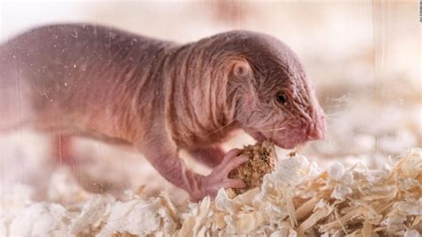 Naked mole rats have accents -- and discriminate against foreigners - CNN