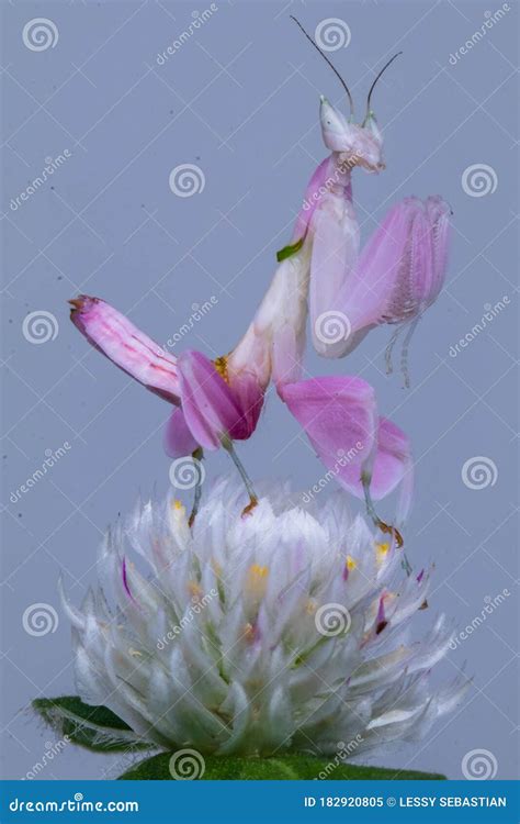 The Pink Orchid Mantis in White Flowers Stock Image - Image of petal, blossom: 182920805