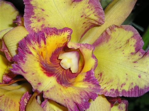 yellow and purple orchid by casper1830 Purple Orchids, Yellow, Plants ...