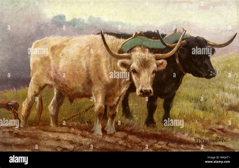 Oxen with Plow Stock Photo - Alamy