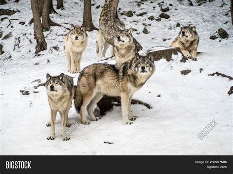 Alpha Wolf Pack Image & Photo (Free Trial) | Bigstock