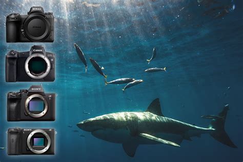 Best Underwater Cameras - Digital - Underwater Photography Guide