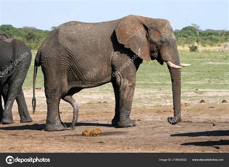 Bull Elephant Erection Penis Hwange National Park Zimbabwe — Stock Photo © jirousek.zoo-foto.cz ...