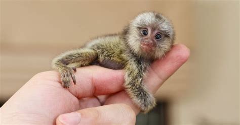 11 of the smallest mammals in the world | Cute baby animals, Marmoset monkey, Pygmy marmoset