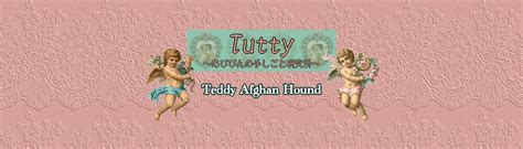 Teddy Afghan Hound - Collection | OpenSea