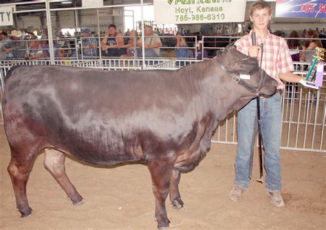 Jackson County Fair 2016 Beef Show | The Holton Recorder