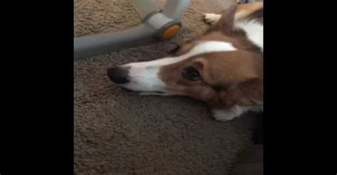 Aggressive Corgi Behavior HELP! (xpost from r/dogtraining) : corgi