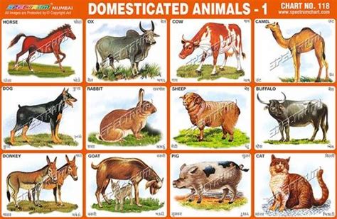 Domesticated Animals Chart at best price in Mumbai by Skylark Printers | ID: 9399911273