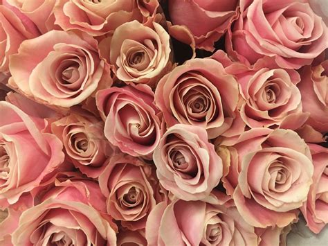 Free Images : nature, petal, pink rose, floristry, floribunda, flowering plant, garden roses ...