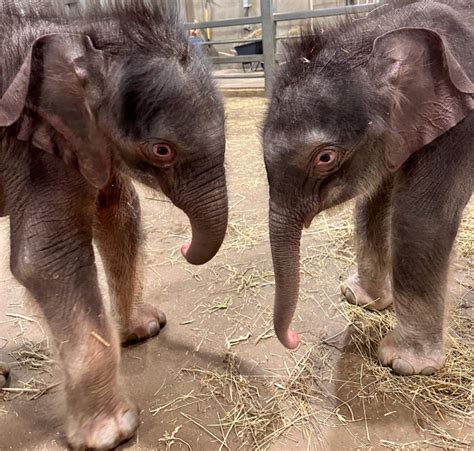 Asian Elephant Delivers Miracle Twins at Rosamond Gifford Zoo - ZooBorns