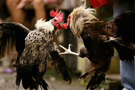 4 Teknik Melatih Ayam Bangkok Aduan (Mutu Pemenang)