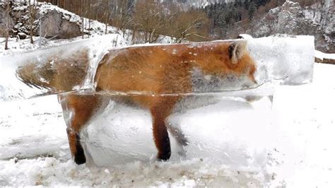 5 Unbelievably Frozen Animals - YouTube