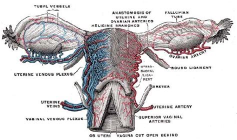 Fallopian tube | Anatomy & Function | Britannica