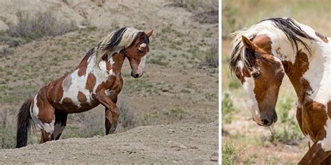 Meet Picasso: The Most Famous Wild Mustang In America