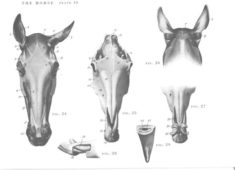 An atlas of animal anatomy for artists | PDF