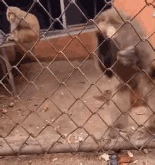 Angry Monkey GIF - Angry Monkey - Discover & Share GIFs