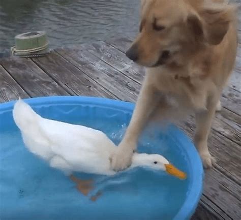 Meme Generator - Dog Drowning Duck - Newfa Stuff