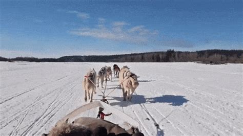 Sled Dogs GIFs - Find & Share on GIPHY