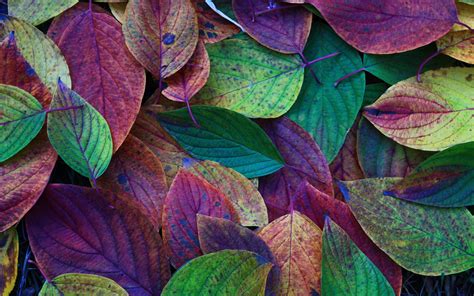 Colorful Leaves wallpaper | 1920x1200 | #80676