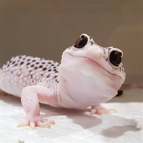 An adorable Leapord Gecko! - Animals | Pet lizards, Reptiles pet, Cute ...