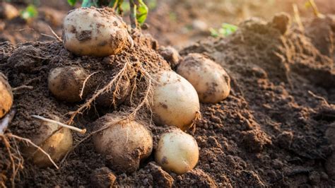 Spuds Get Technical To Help The Environment - The Farm