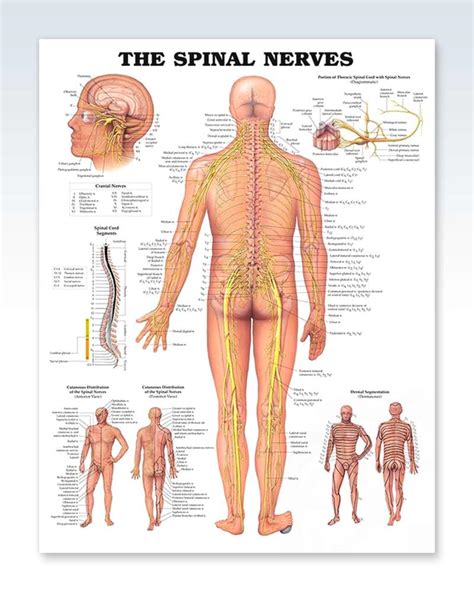 Spinal Nerves Exam Room Anatomy Poster – ClinicalPosters